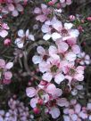 Leptospermum Pink Cascade