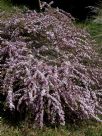 Leptospermum Pink Cascade