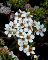 Leptospermum scoparium