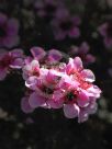 Leptospermum scoparium