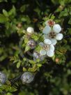 Leptospermum scoparium