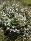 Leptospermum scoparium