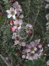 Leptospermum squarrosum