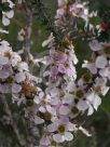 Leptospermum squarrosum