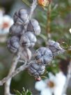 Leptospermum squarrosum