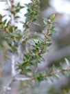 Leptospermum squarrosum