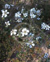 Leptospermum trinervium