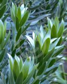 Leucadendron argenteum