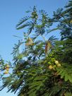 Leucaena leucocephala