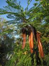 Leucaena leucocephala