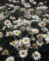 Leucanthemum superbum