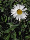 Leucanthemum superbum