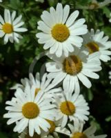 Leucanthemum vulgare