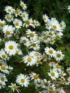 Leucanthemum vulgare