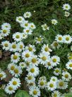 Leucanthemum vulgare