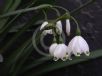 Leucojum vernum