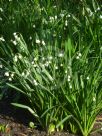 Leucojum vernum