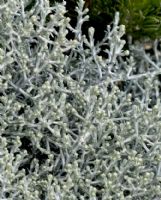 Leucophyta brownii Silver Nugget