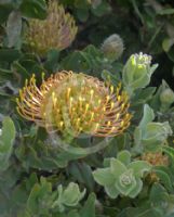 Leucospermum cordifolium