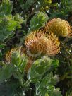 Leucospermum cordifolium