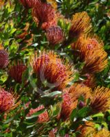 Leucospermum Carnival Red