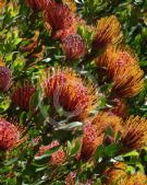 Leucospermum Carnival Red