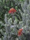 Leucospermum reflexum