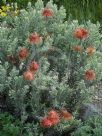 Leucospermum reflexum