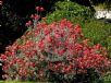 Leucospermum reflexum