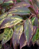 Leucothoe fontanesiana Rainbow