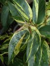 Leucothoe fontanesiana Rainbow