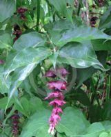 Leycesteria formosa