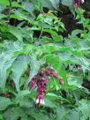 Leycesteria formosa