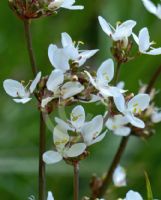 Libertia formosa