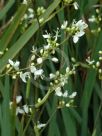 Libertia formosa