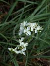 Libertia formosa