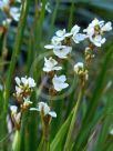 Libertia formosa