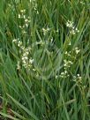 Libertia formosa