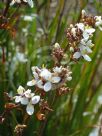 Libertia grandiflora