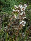 Libertia grandiflora