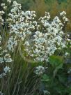 Libertia grandiflora