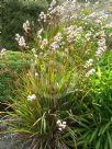 Libertia grandiflora