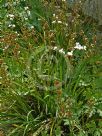 Libertia grandiflora