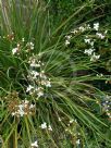 Libertia grandiflora