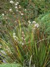 Libertia grandiflora