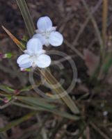 Libertia ixioides Taupo Blaze