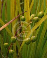 Libertia ixioides