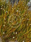 Libertia peregrinans