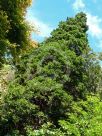 Libocedrus plumosa