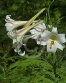 Lilium formosanum